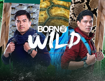 Born to be Wild | GMA News Online